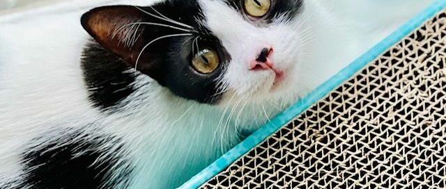 Stella peeping at the camera from behind a scratching pad.