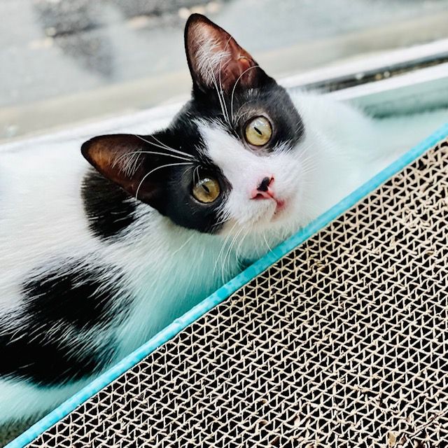 Stella peeping at the camera from behind a scratching pad.