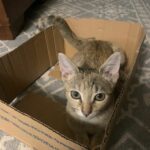 Taffy in a box.
