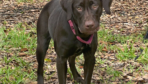 Willow standing.