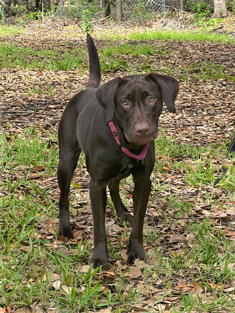 Willow standing.