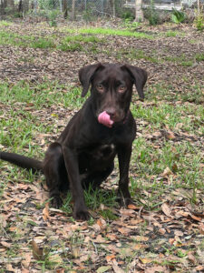 Willow sitting, tongue out.