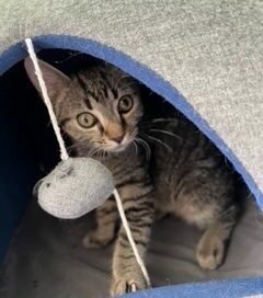 Angel peeking out of a cat tunnel.