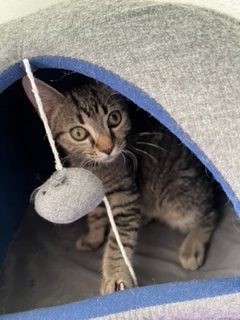 Angel peeking out of a cat tunnel.