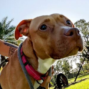 Head shot of Bayley, showing the doe eyes.