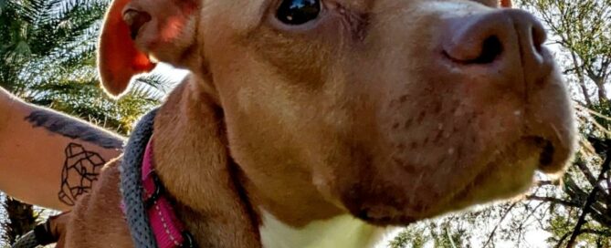 Head shot of Bayley, showing the deer eyes.