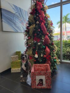 Satchel's Holiday Donation box and a dog cutout infront of the tree in the showroom at Cadillac.