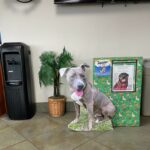 Holiday box with dog cutout in the lobby at Eager Beaver Cash Wash on Tamiami in Sarasota.
