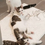 Luigi, Maria, and Yoshi laid on the floor.