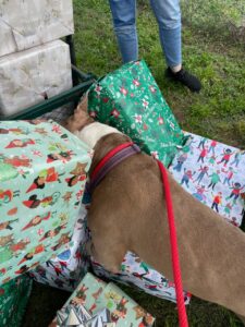 ZigZag checking out the gifts, face first into the pile.