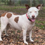 Sassafras standing, sideview, looking the camera.
