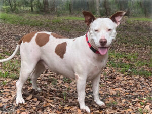 Sassafras standing, sideview, looking the camera.