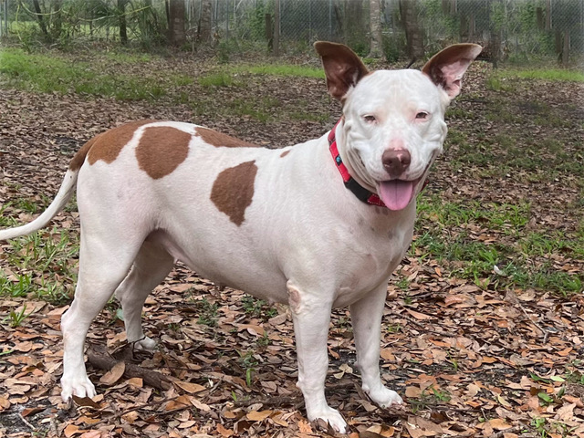 Sassafras standing, sideview, looking the camera.