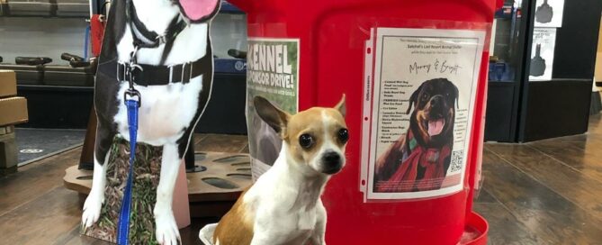 Cut out of Chewie beside our big red donation bin in the store, with Benji sitting beside.