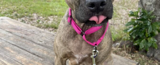 Ella sitting on the picnic table. Tongue slightly out.