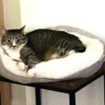 Jasmine on her bed in the window.