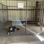 Chum relaxing in his new kennel.