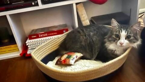 Leia laid in a basket looking at the camera.