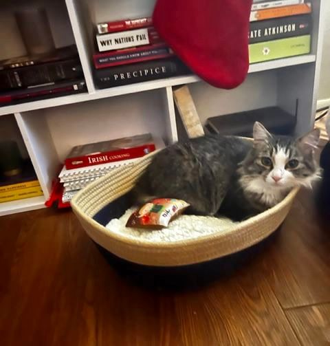 Leia laid in a basket looking at the camera.