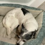 Maya snuggled on her dog bed.