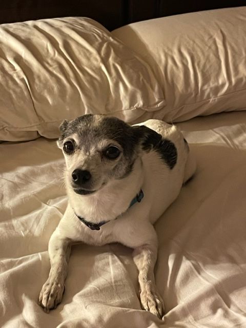 Maya laid on the bed.