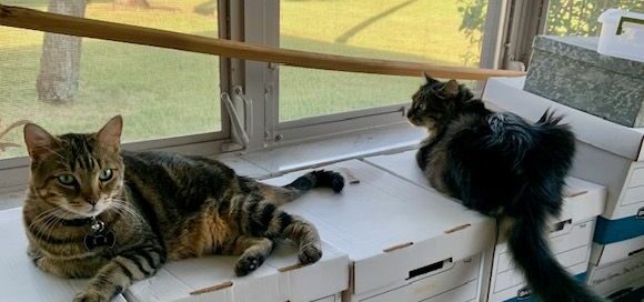 Milo and Zuma laying on boxes looking out of the window.