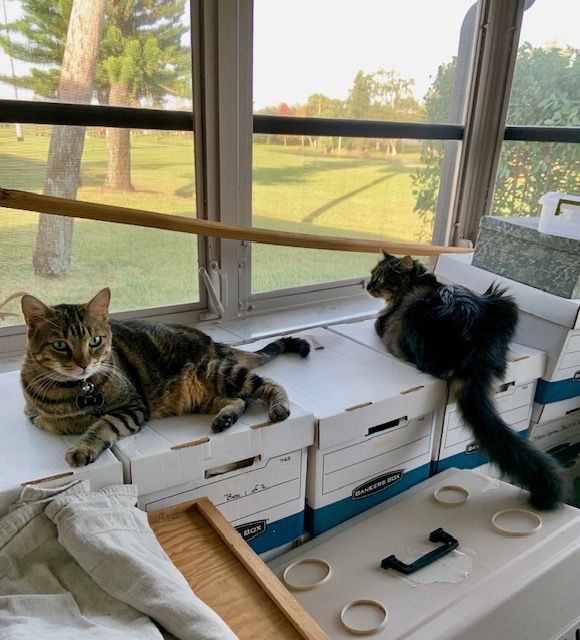 Milo and Zuma laying on boxes looking out of the window.