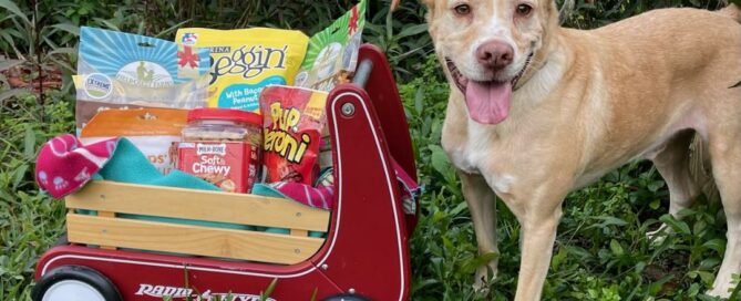 Bernie standing beside a toy cart full of soft treats.