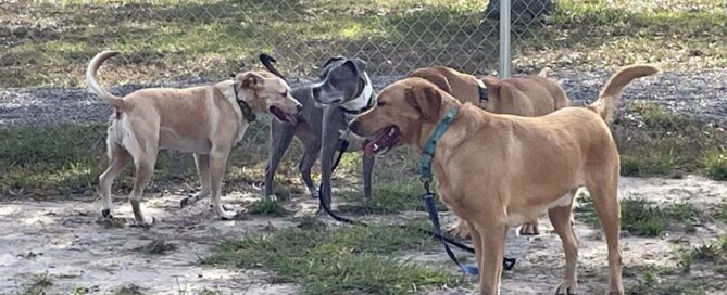 Bernie, Khloe, Luke and Titan saying hi to each other.