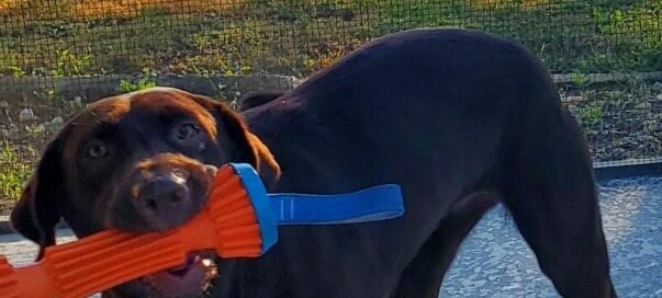 Willow outside with a toy in her mouth.