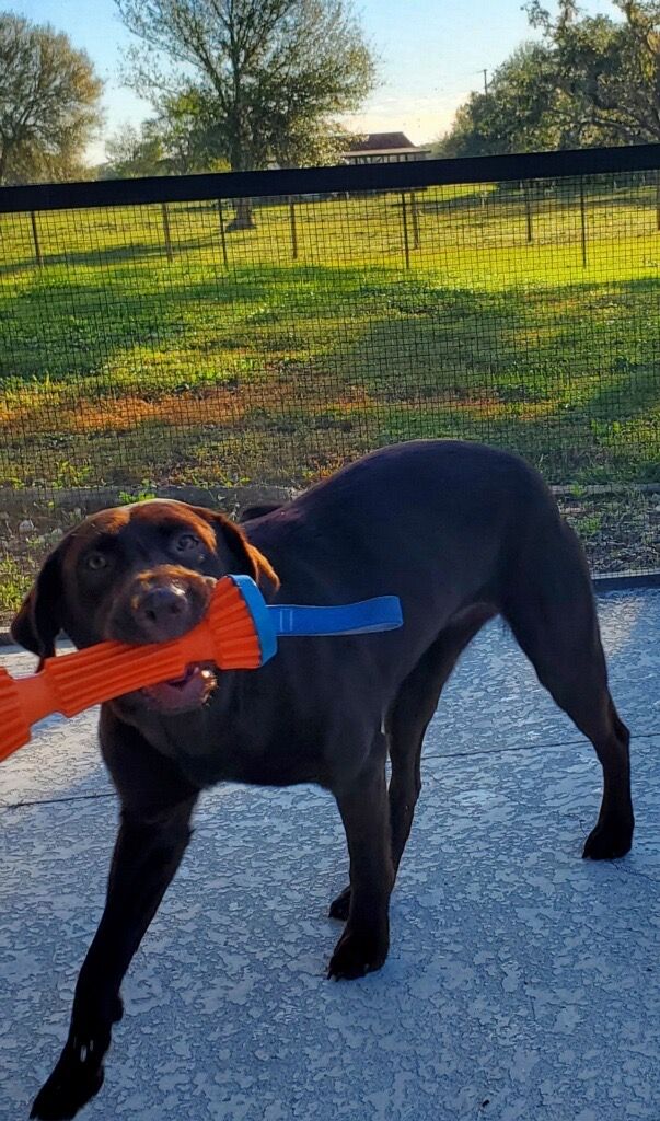 Willow outside with a toy in her mouth.