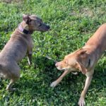 Scarlett and Bernie in playgroup. Bernie Play bowing.