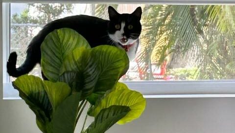 Biskit on the window ledge in his new home, looking at the camera.