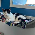 Cara hanging out on the window hammock.