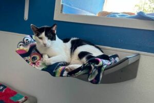 Cara hanging out on the window hammock.