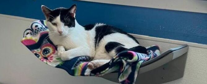 Cara hanging out on the window hammock.