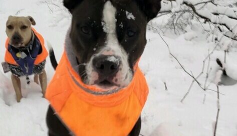 Chewie (Ducky) running in the snow wearing his organge jacket.