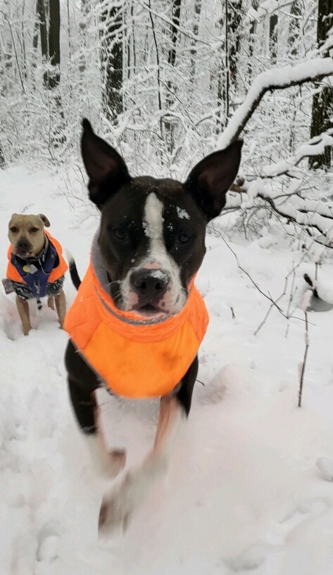 Chewie (Ducky) running in the snow wearing his organge jacket.