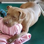 Colt with a blanket in his mouth laying on his bed in his kennel.