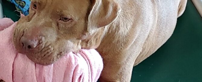 Colt with a blanket in his mouth laying on his bed in his kennel.