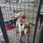 Colt in his kennel, many toys and blankets in the background.