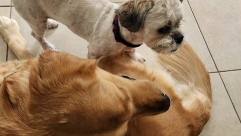 Darby and Shamus playing on the doggie bed.