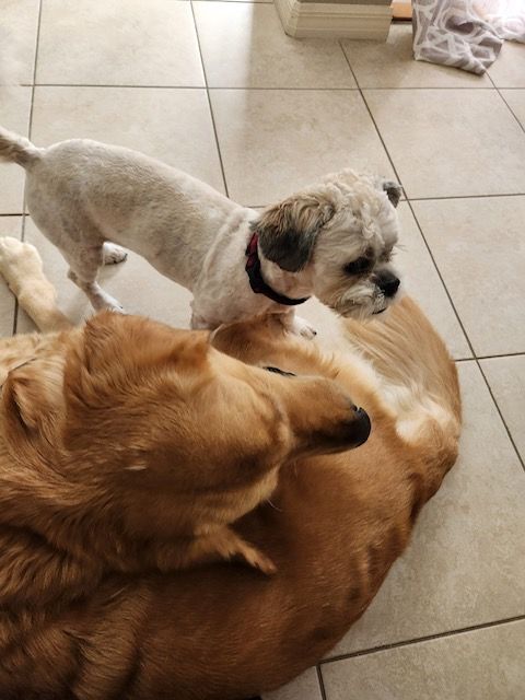 Darby and Shamus playing on the doggie bed.