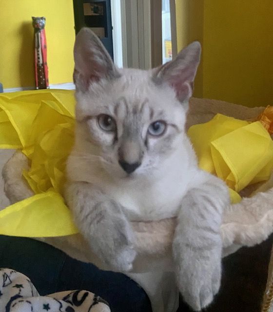 Jerry laying on his flags.