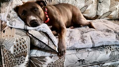 Howard lounging on the couch.