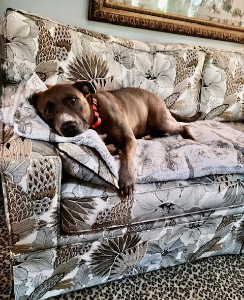 Howard lounging on the couch.