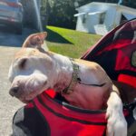 Ilean head hanging out of her stroller.