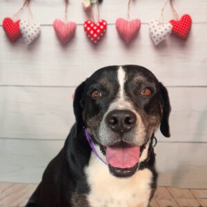 Facial view of Kelly sitting, hearts behind her.