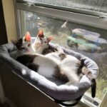 Mario and Yoshi laying in a window bed.
