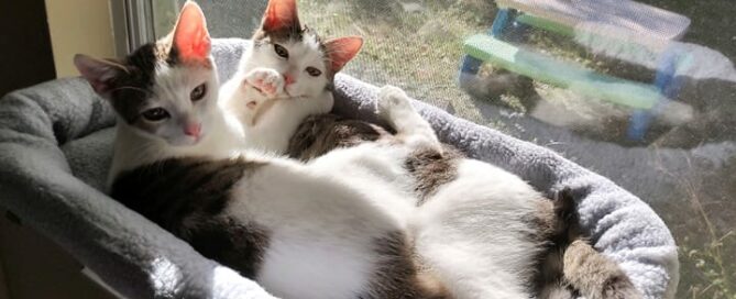 Mario and Yoshi laying in a window bed.